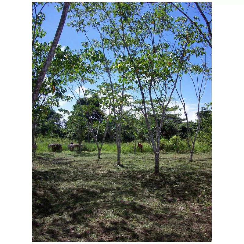 Sangre de drago 3 +1