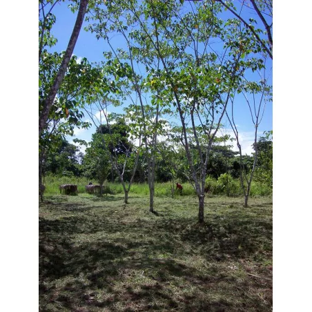 Sangre de drago 3 +1