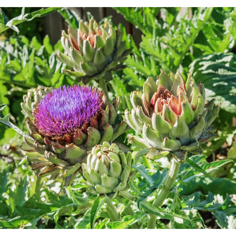 ALCACHOFA-ARTYČOK EXTRAKT ORIGINAL UNCARIA®