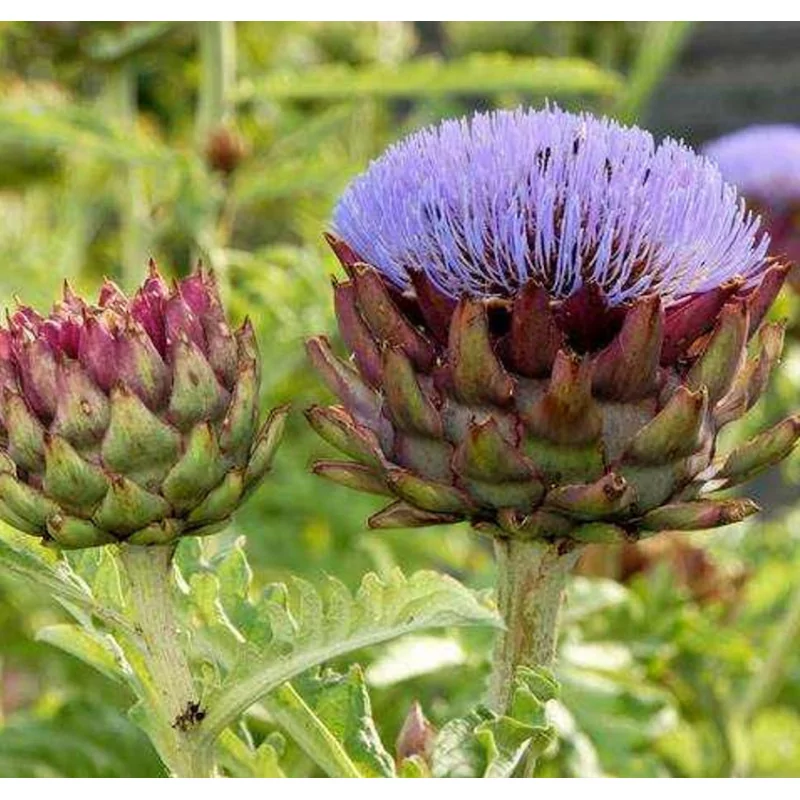 ALCACHOFA-ARTYČOK EXTRAKT ORIGINAL UNCARIA®