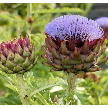 ALCACHOFA-ARTYČOK EXTRAKT ORIGINAL UNCARIA®