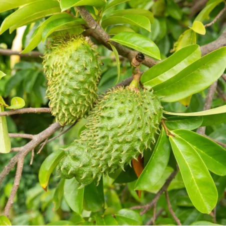 Anona ostnitá - Graviola