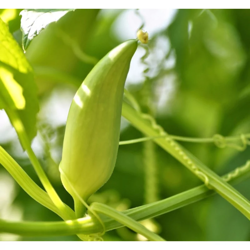 Caigua Original Uncaria®