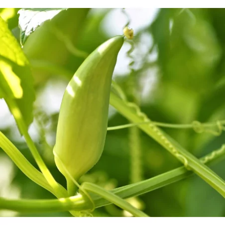 Caigua Original Uncaria®