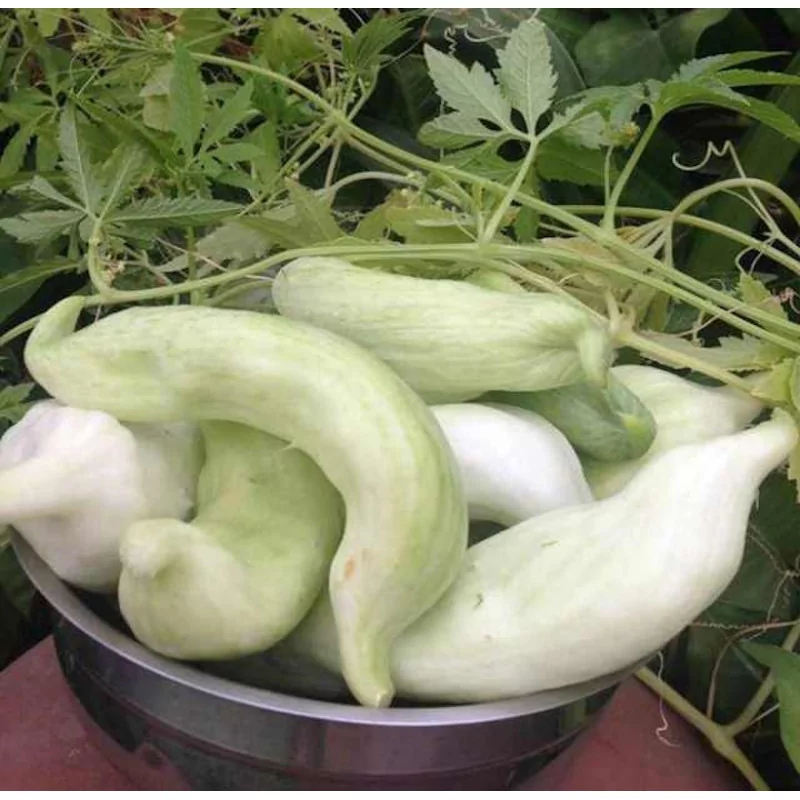 Caigua Original Uncaria®