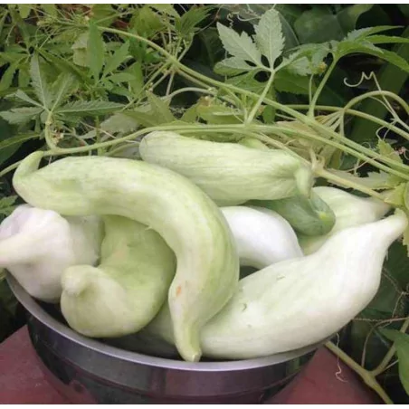 Caigua Original Uncaria®