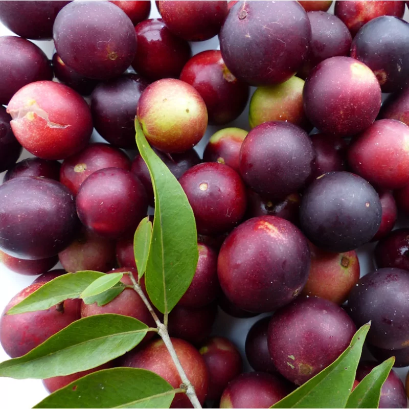 Camu Camu ocet fermentovaný