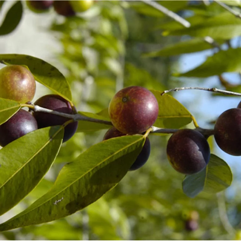 Camu Camu ocet fermentovaný