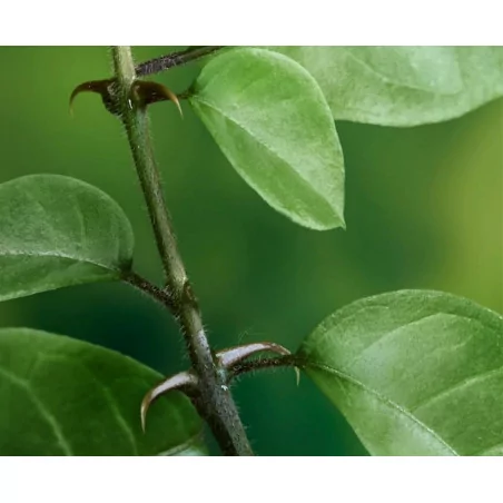 Vilcacora extrakt 90 cps