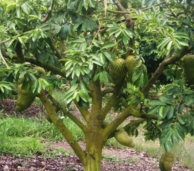 Anona Forte extrakt v prášku