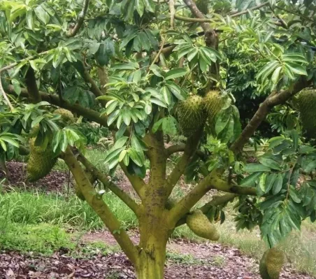 Anona Forte extrakt v prášku