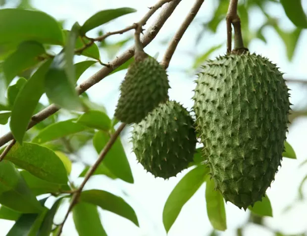 Anona ostnitá - Graviola