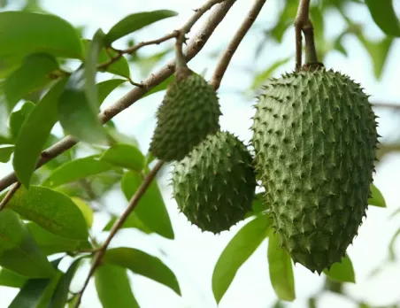 Anona ostnitá - Graviola