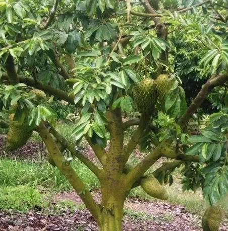 Anona ostnitá - Graviola