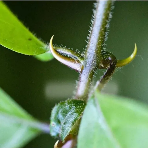 Vilcacora kůra 100g 3+1 zdarma