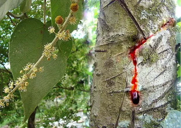 Uncaria & Croton Synergy