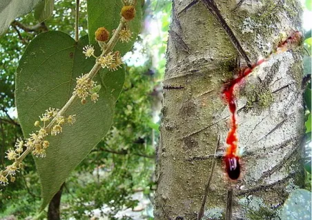 Uncaria & Croton Synergy