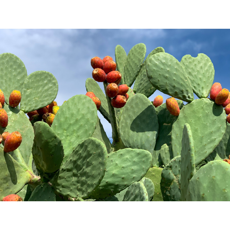 copy of Nopal Original Uncaria® v kapslích