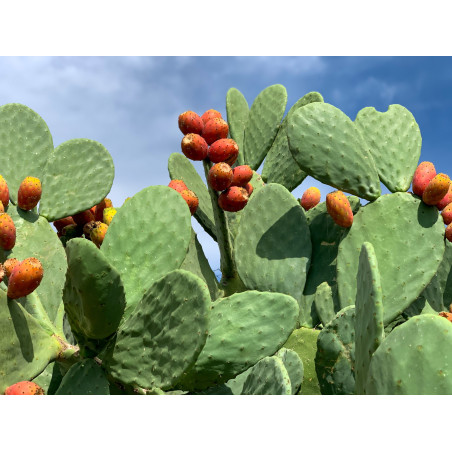 copy of Nopal Original Uncaria® v kapslích