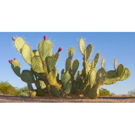 copy of Nopal Original Uncaria® v kapslích