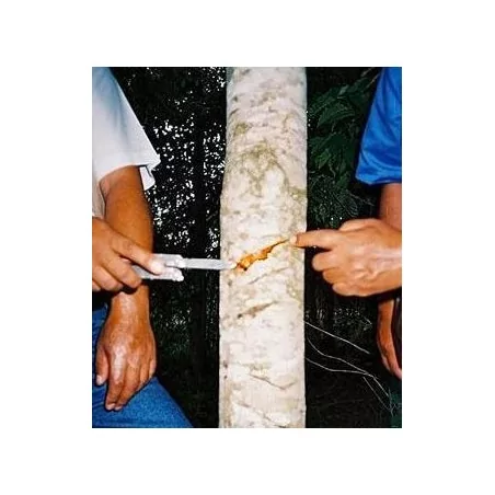 Sangre de drago (dračí krev)