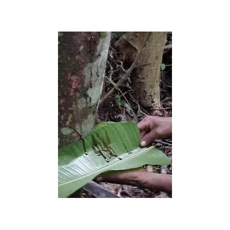 Sangre de drago (dračí krev)