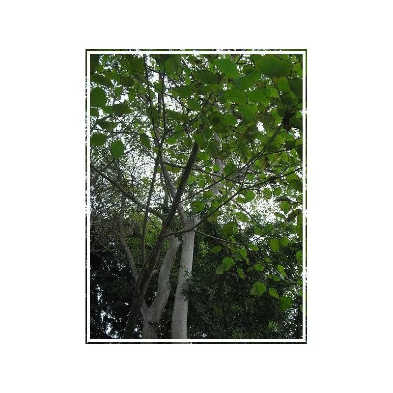 Sangre de drago (dračí krev)