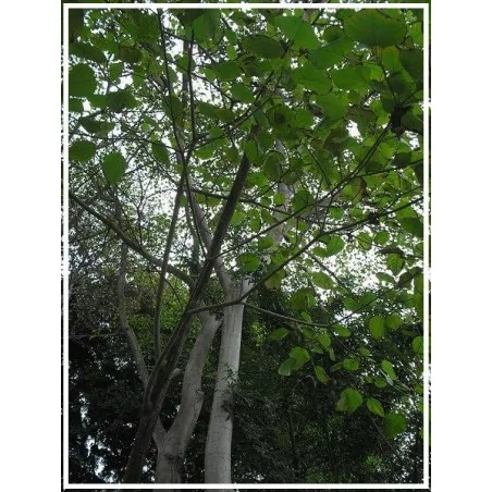 Sangre de drago (dračí krev)