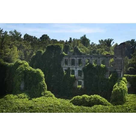 Kudzu light