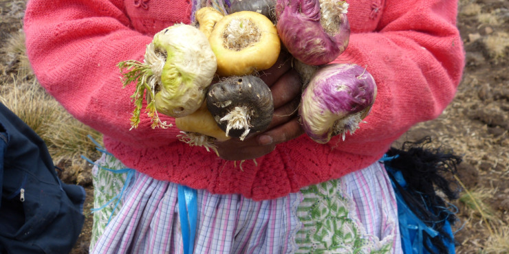 MACA – SUPERPOTRAVINA Z AND