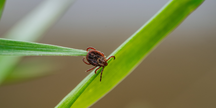 BORELIÓZA A PŘÍRODNÍ PODPORA Z PERU