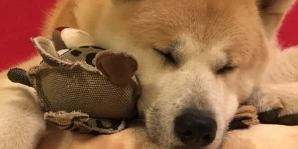 MACA MAKA ORIGINAL UNCARIA A POUŽITÍ U PSŮ