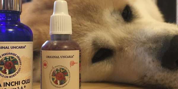 DRAČÍ KREV A OLEJ SACHA INCHI U PSŮ – LÉČBA TZV. HOTSPOTU