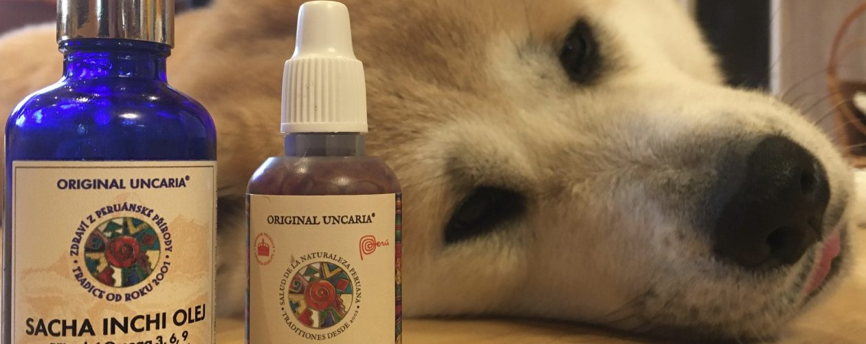 DRAČÍ KREV A OLEJ SACHA INCHI U PSŮ – LÉČBA TZV. HOTSPOTU